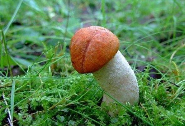 le champignon symbolise la tête élargie du pénis